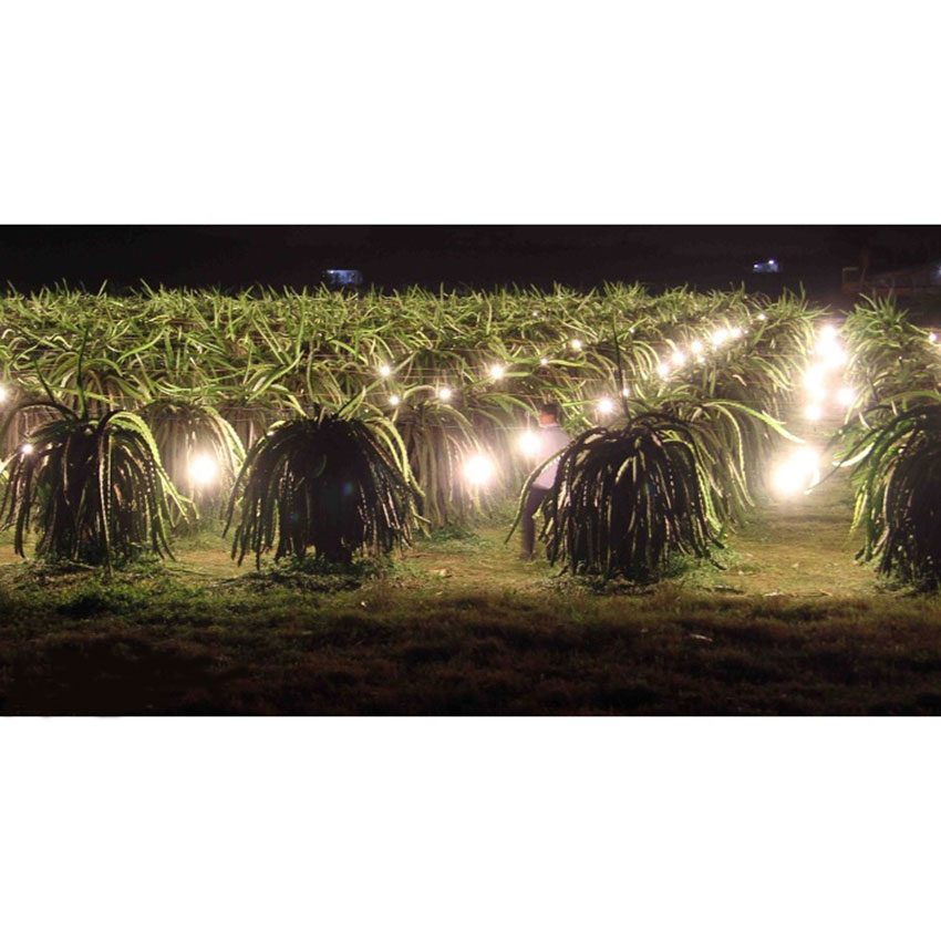 Bóng đèn Led Panansonic LDAHV8LG4A - Hàng chính hãng